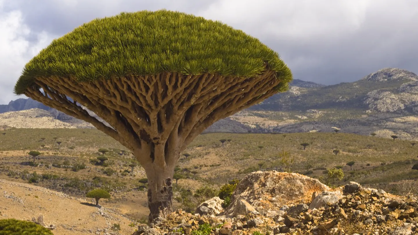 A dragon-blood tree on Socotra, its umbrella canopy spread over the island's arid highlands